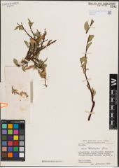 Foto von Salix fedtschenkoi Goerz